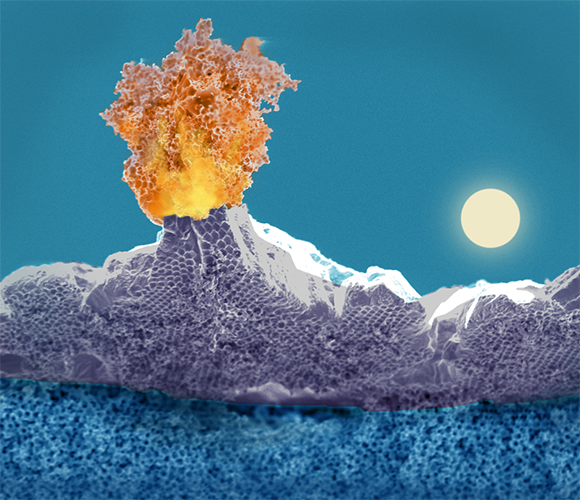 A scanning electron micrograph provided the basis for Pham's award-winning image