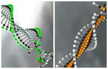 Scientists Create Nanomaterials That Reconfigure In Response To Biochemical Signals