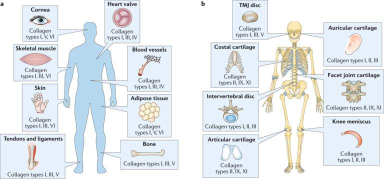 Collagen Figure