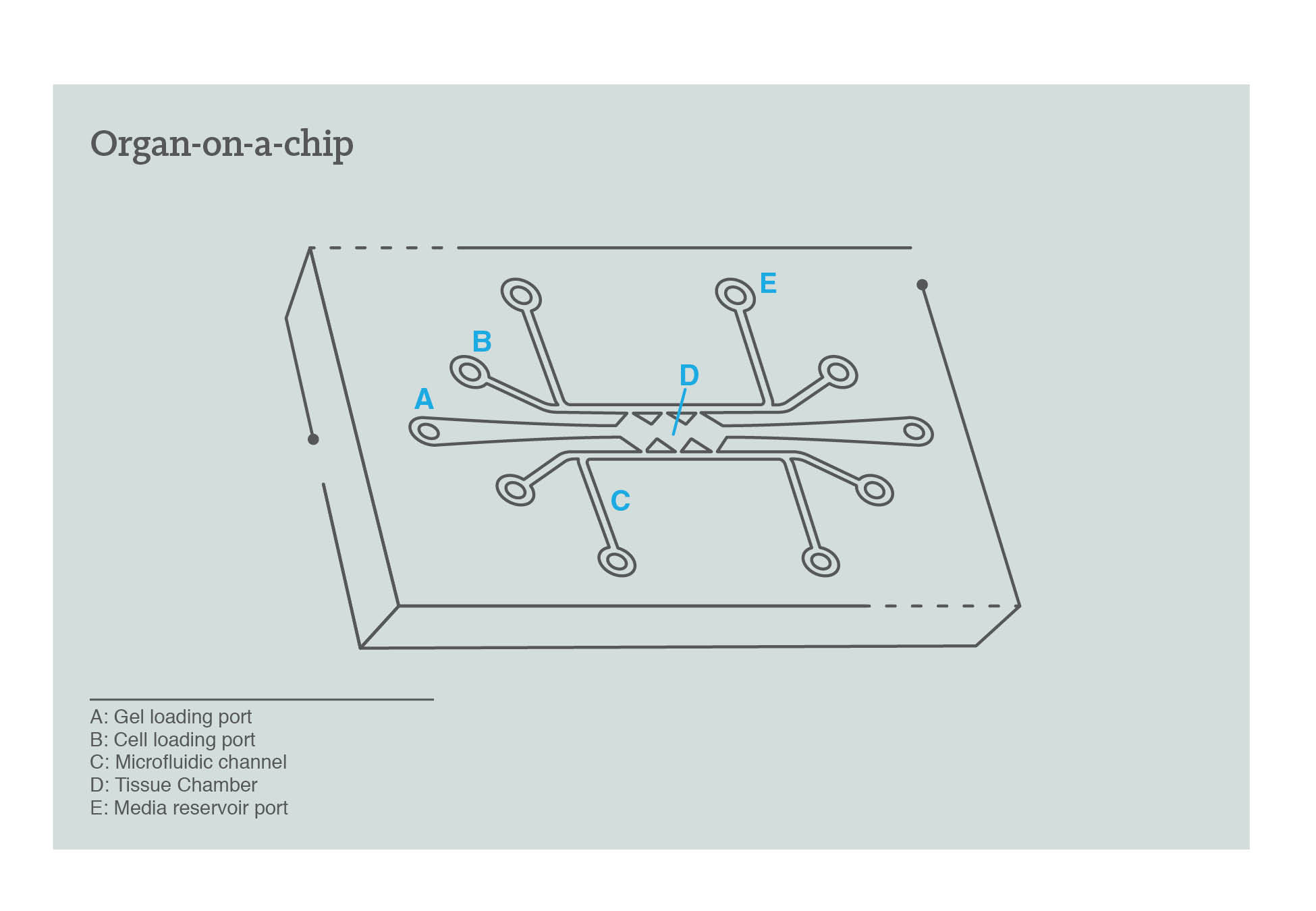 Organ-on-a-chip