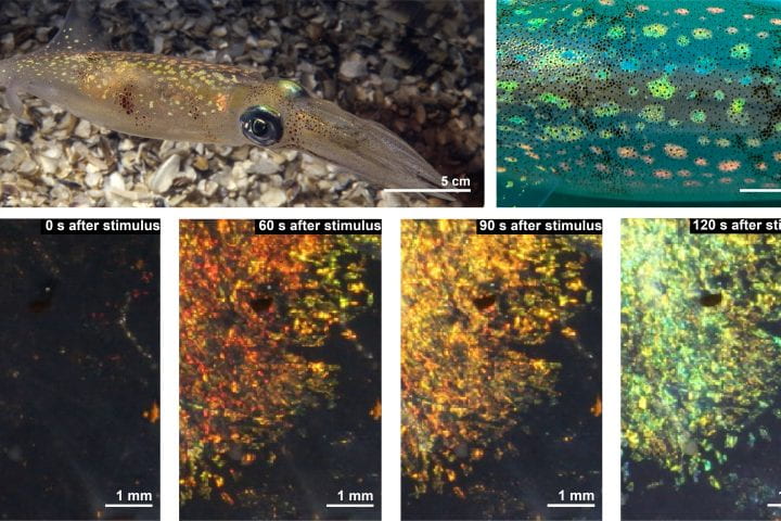 Digital camera images of the entire body (top left) and dorsal mantle (top right) of a squid show the splotches’ blue, green, yellow, orange and red iridescent (angle-dependent) colors. An individual splotch (bottom, from left) transitions from transparent to red to orange to green at 0, 60, 90 and 120 seconds, respectively, when subjected to chemical and neurophysiological stimuli. Gorodetsky lab / UC Irvine Digital camera images of the entire body (top left) and dorsal mantle (top right) of a squid show the splotches’ blue, green, yellow, orange and red iridescent (angle-dependent) colors. An individual splotch (bottom, from left) transitions from transparent to red to orange to green at 0, 60, 90 and 120 seconds, respectively, when subjected to chemical and neurophysiological stimuli. Gorodetsky lab / UC Irvine