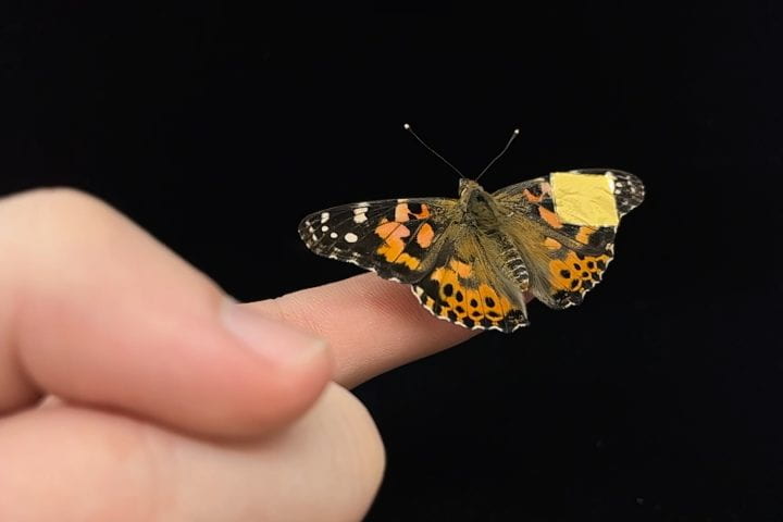 Researchers at UC Irvine have created a soft, conformable implant that measures neurological signals in patients’ developing brains. Seen here on the wing of a butterfly, this invention uses an organic polymer material that’s more compatible with sensitive living tissues than rigid, silicon-based medical devices. Duncan Wisniewski / UC Irvine