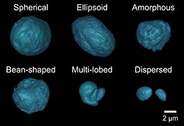 The shape of the cell nucleus identified through ADOPT technology.