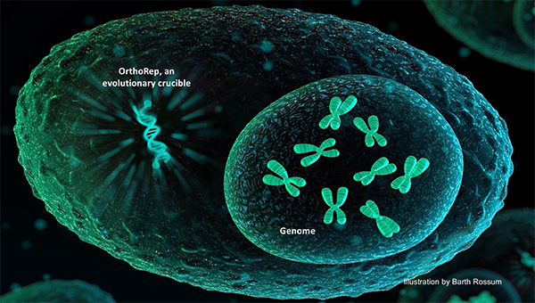 Chang Liu’s orthogonal DNA replication system is capable of continuous hypermutation of genes. He is using it to develop a protein evolution system that can mimic the immune system and find answers about the coronavirus.