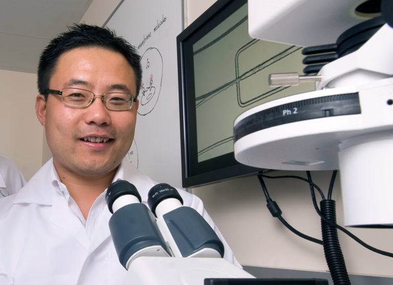 “Until now, stem cell therapies for autoimmune and neurodegenerative diseases have produced mixed results in clinical trials, partly because we don’t know how the treatments work,” says Weian Zhao, UCI associate professor. Steve Zylius / UCI