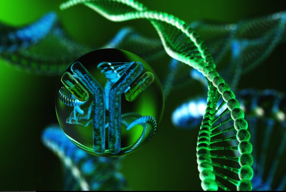 Antibodies